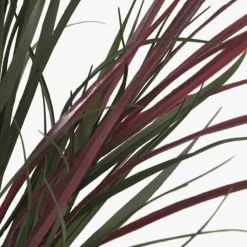 Vaso de cerâmica com Planta Dracaena