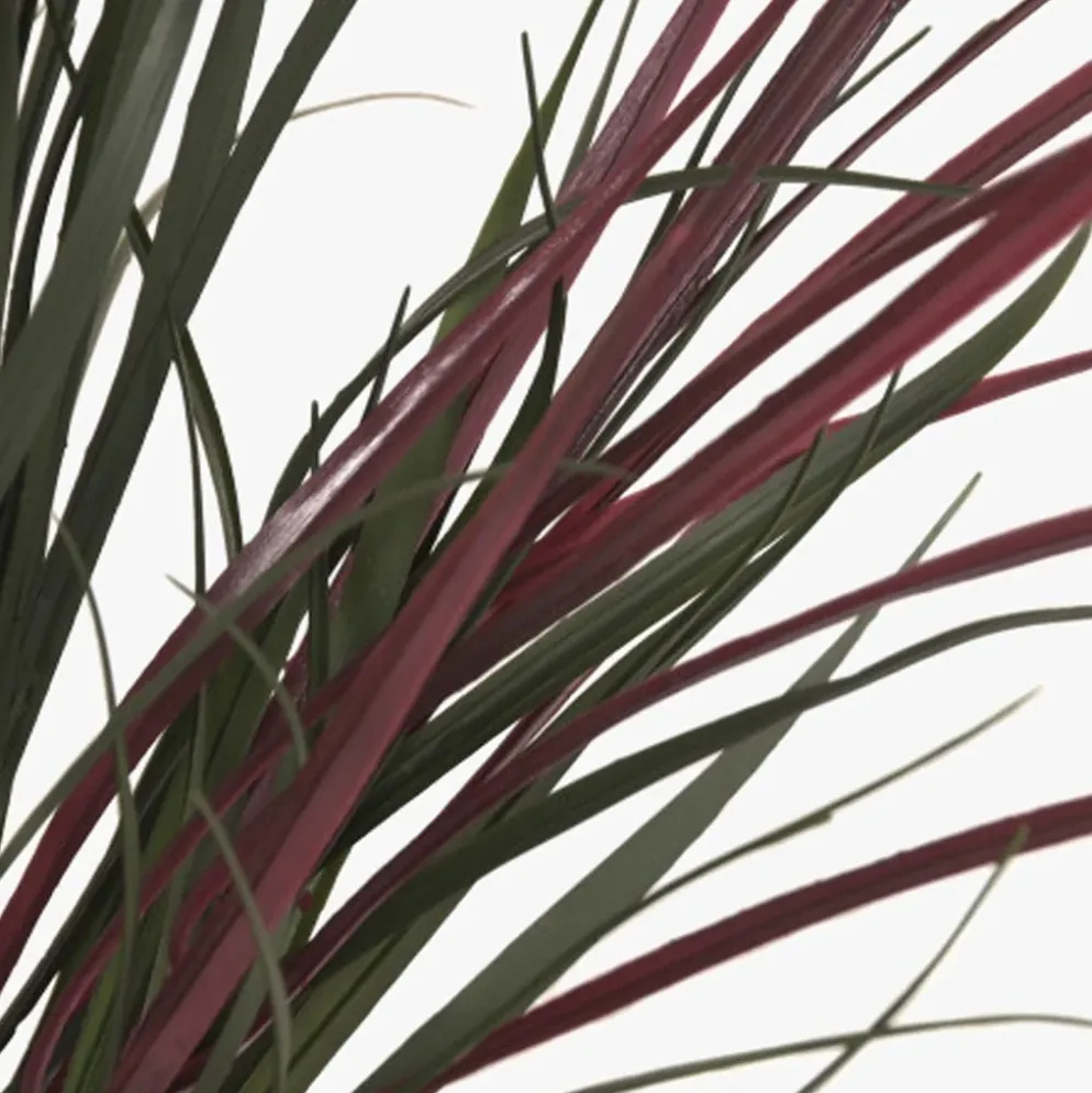 Vaso de cerâmica com Planta Dracaena