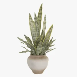 Vaso de cerâmica com Planta Sansevieria