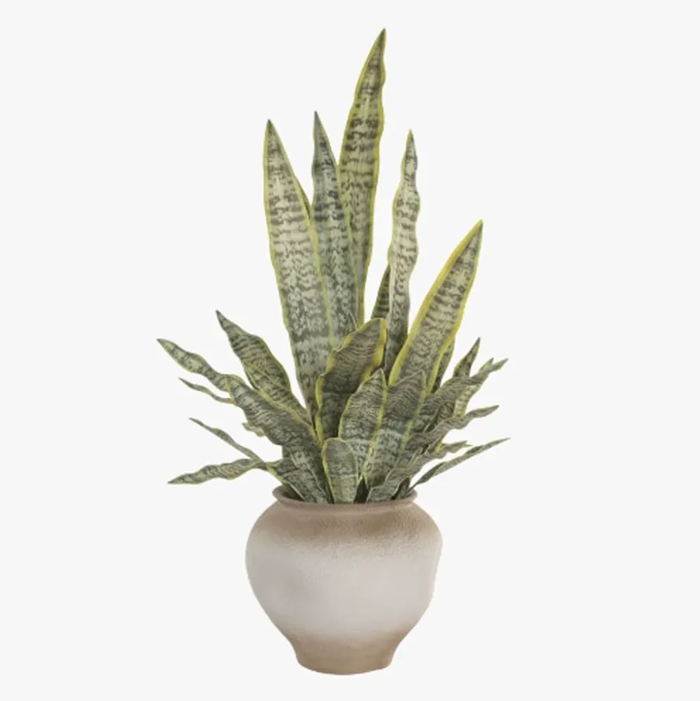 Vaso de cerâmica com Planta Sansevieria