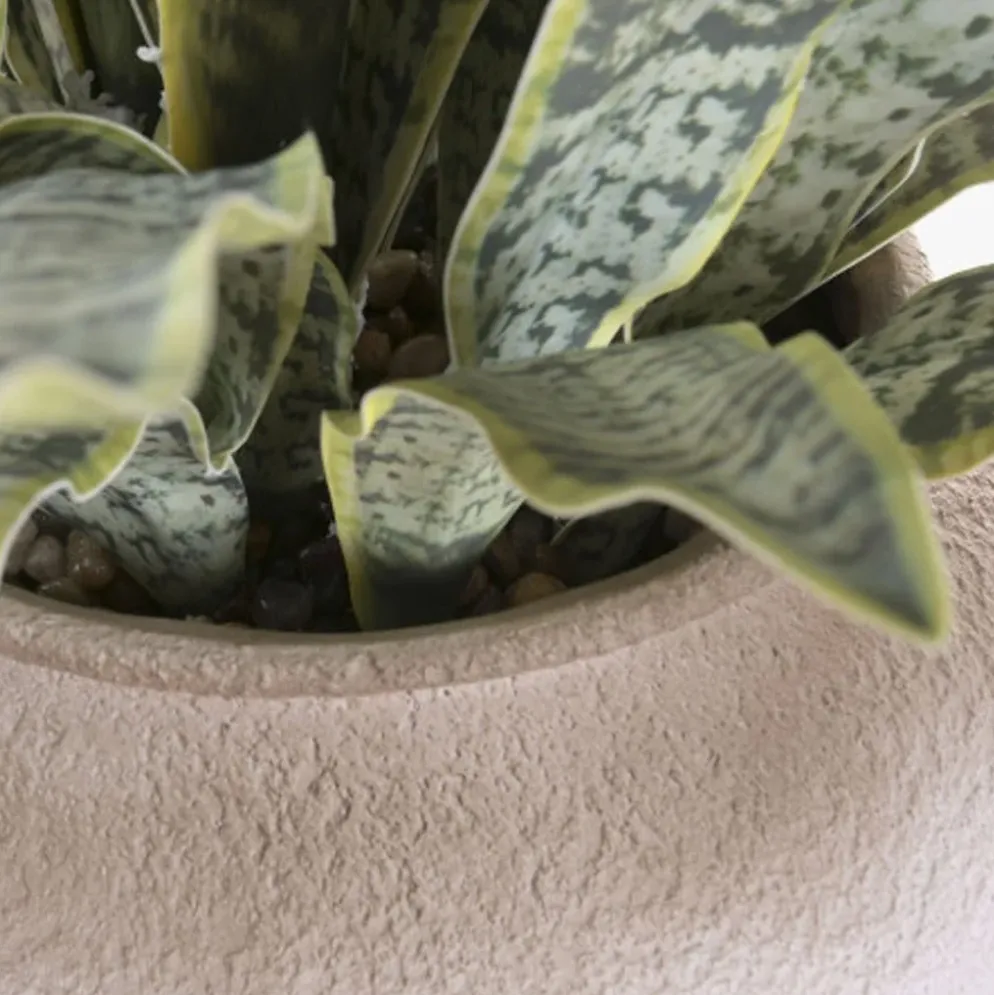 Vaso de cerâmica com Planta Sansevieria