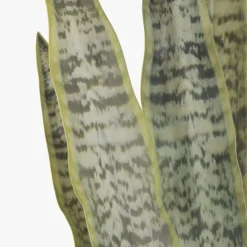 Vaso de cerâmica com Planta Sansevieria